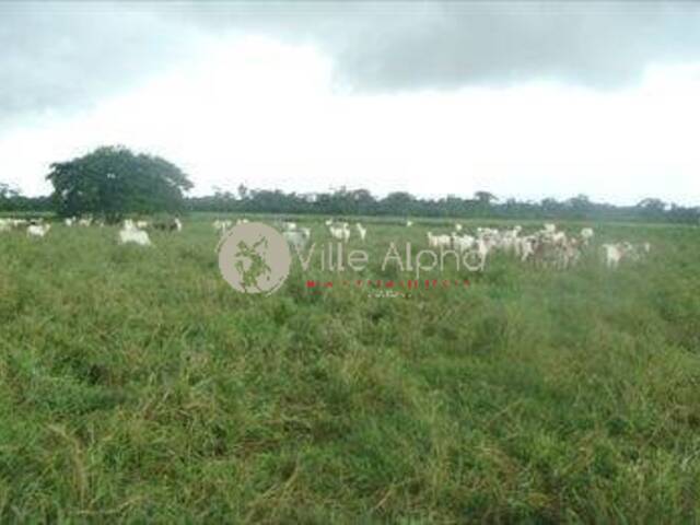 Fazenda para Venda em Gaúcha do Norte - 4