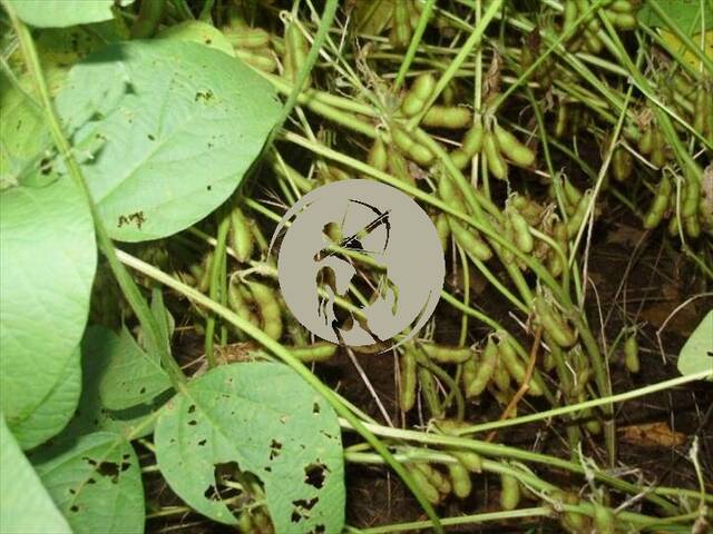 Fazenda para Venda em Avaí - 4