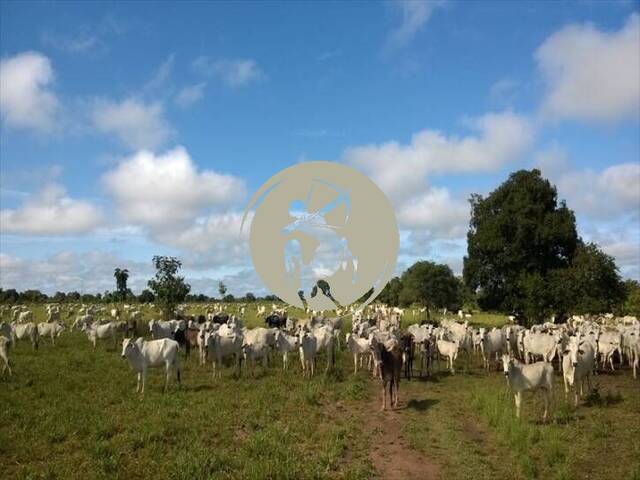 #3222 - Fazenda para Venda em São Félix do Araguaia - MT