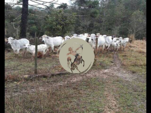 #3231 - Fazenda para Venda em Barra do Chapéu - SP