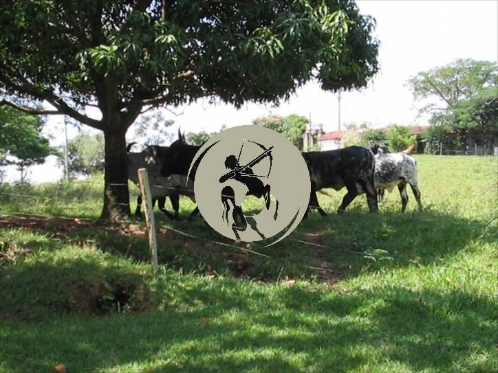 Terreno, 5 hectares - Foto 16